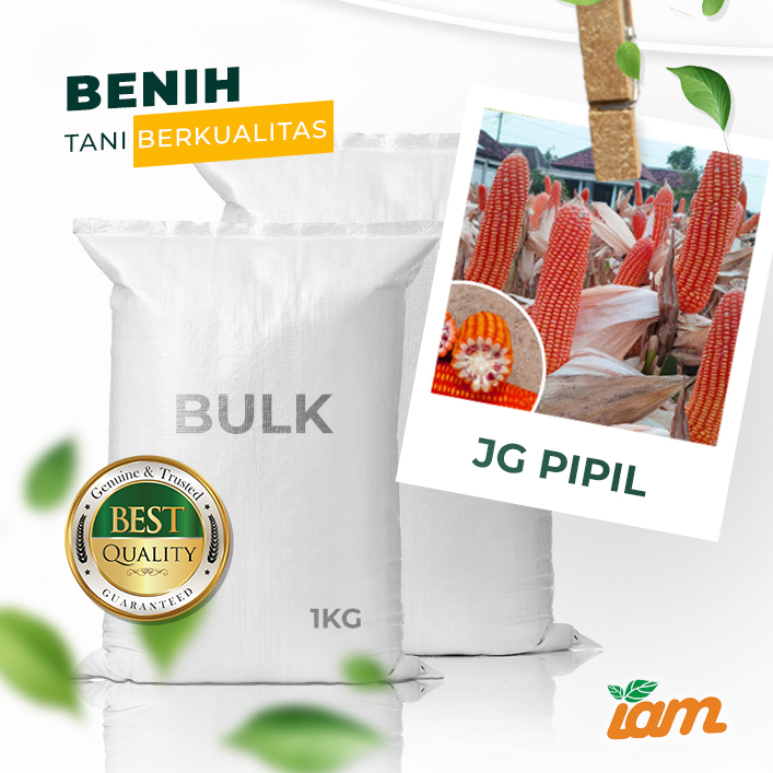 BULK 1kg – jagung pipil F1 (PIPIL) - PT. Indoseed Agri Makmur