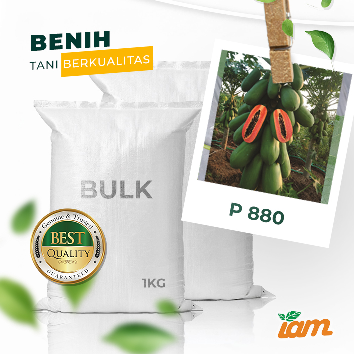 BULK 1kg – pepaya california F1 (P 880) - PT. Indoseed Agri Makmur