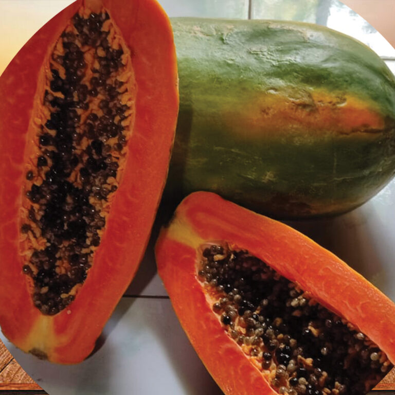 BULK 1kg – pepaya thailand F1 (P 881) - PT. Indoseed Agri Makmur