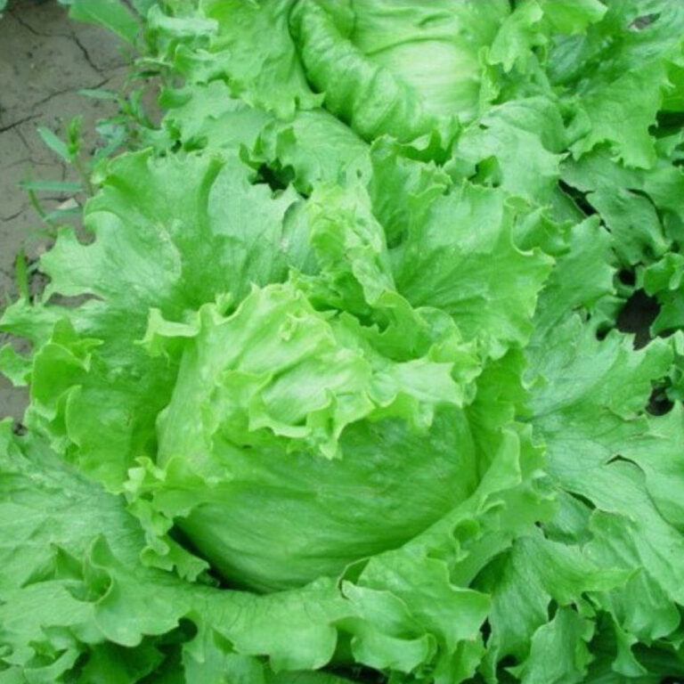 BULK 1kg – selada bulat F1 (SLHB 02) - PT. Indoseed Agri Makmur