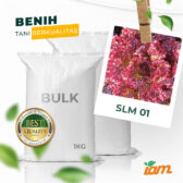 BULK 1kg – selada merah F1 (SLM 01) - PT. Indoseed Agri Makmur
