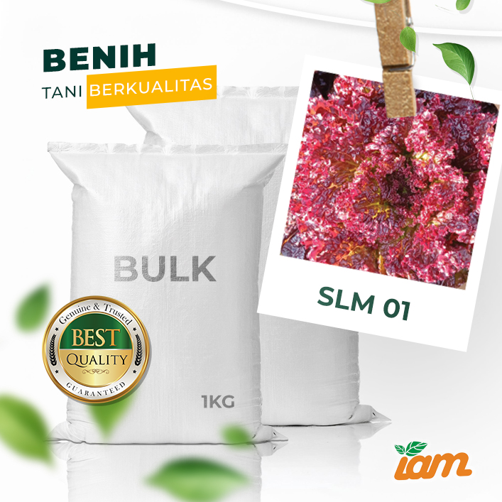 BULK 1kg – selada merah F1 (SLM 01) - PT. Indoseed Agri Makmur