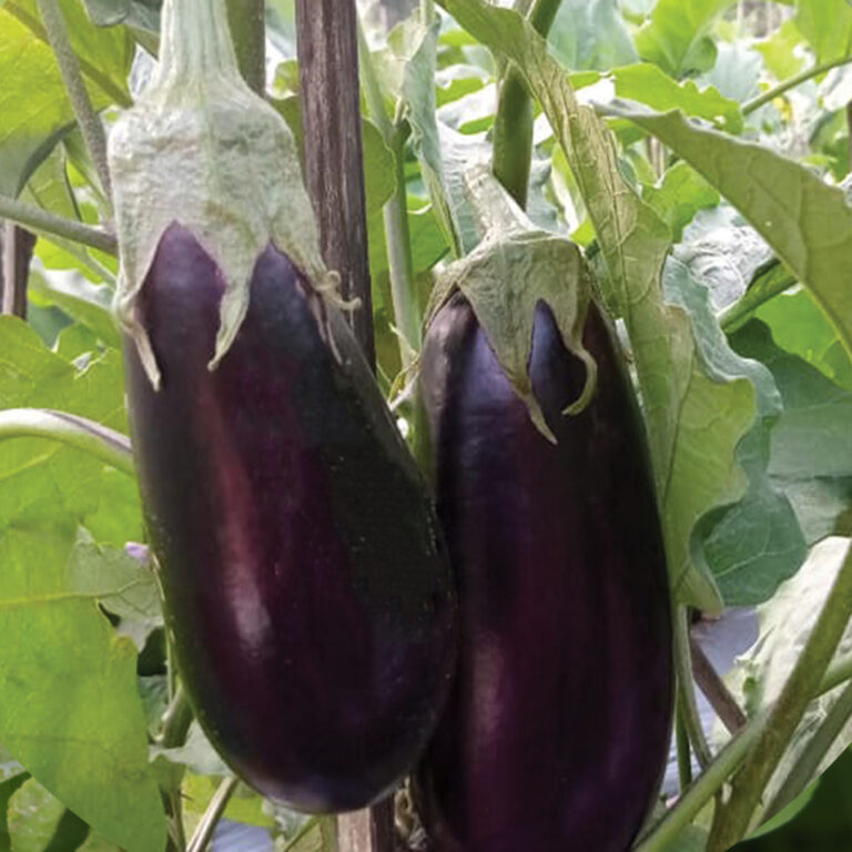 BULK 1kg – terong jepang F1 (EPJ 01) - PT. Indoseed Agri Makmur