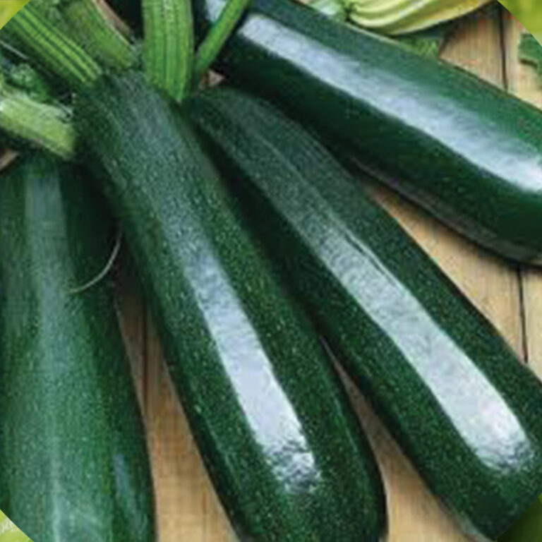 BULK 1kg – zucchini hijau F1 (ZUH 001) - PT. Indoseed Agri Makmur