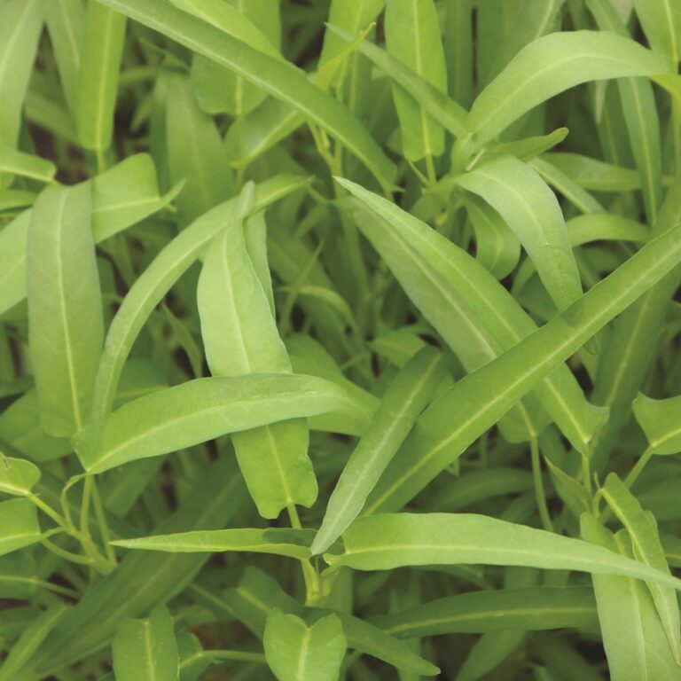 BULK 1kg – kangkung daun sempit OP (KKS 01) - PT. Indoseed Agri Makmur