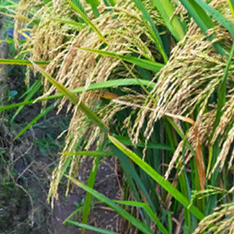 BULK 1kg – padi F1 (P 100) - PT. Indoseed Agri Makmur