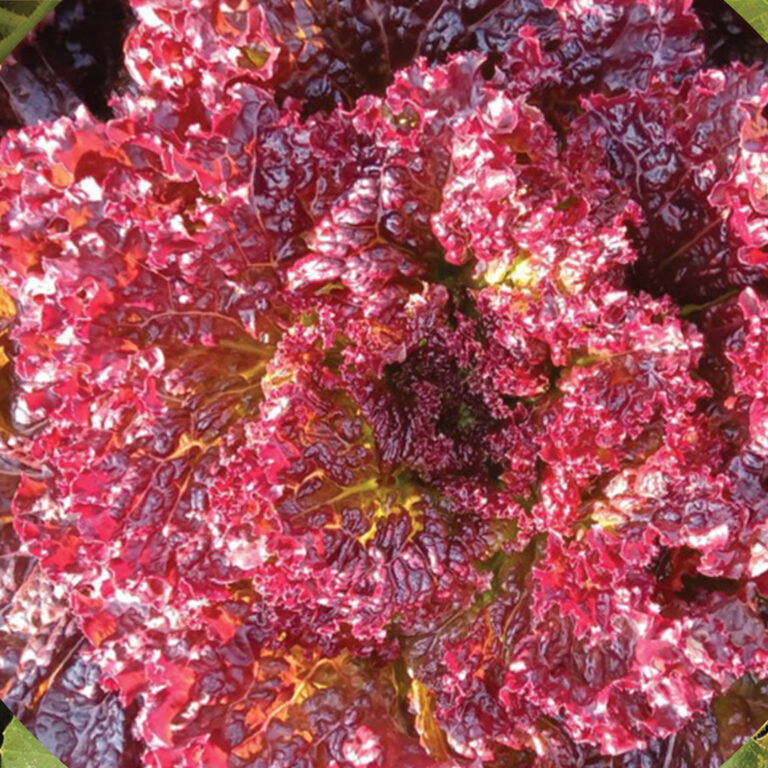 BULK 1kg – selada merah F1 (SLM 01) - PT. Indoseed Agri Makmur