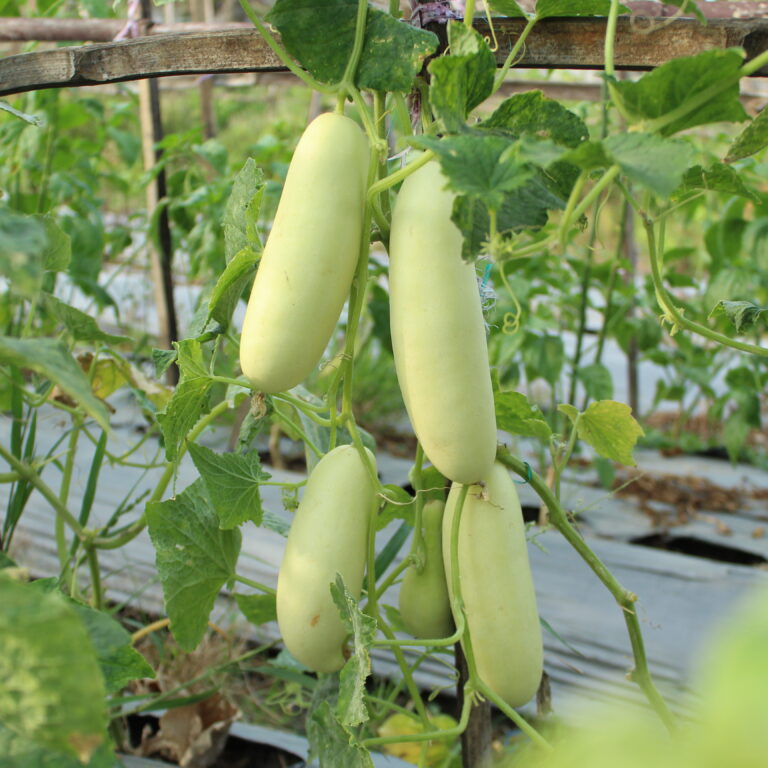 Nonayu 20gr | Timun putih - PT. Indoseed Agri Makmur