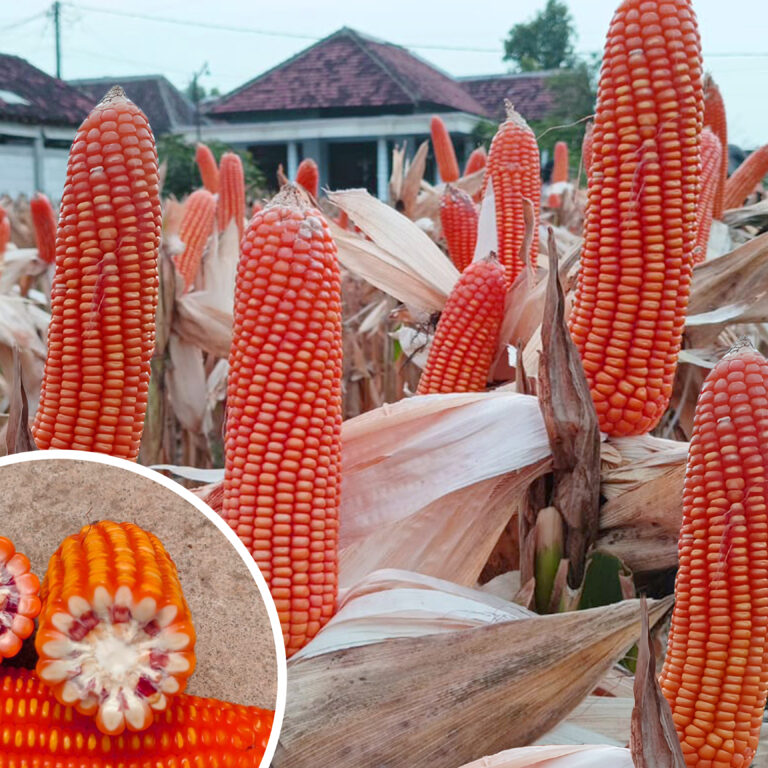 Bimbim 1kg | Jagung pipil - PT. Indoseed Agri Makmur
