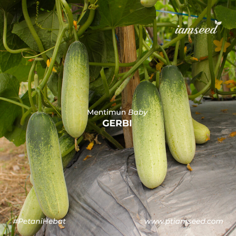 Gerbi F1 20gr | Timun baby - PT. Indoseed Agri Makmur