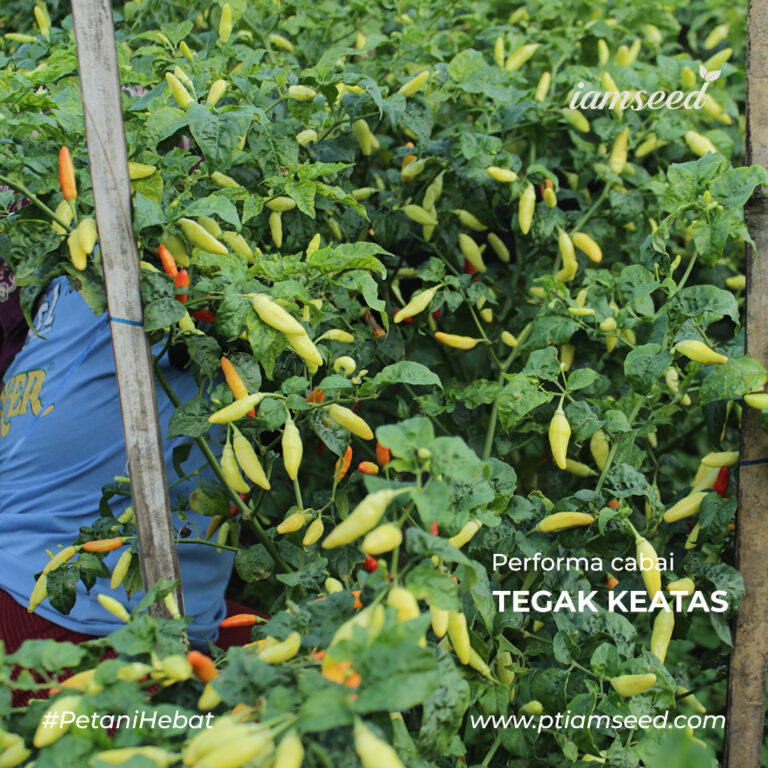 Saori 13 10gr | Cabai rawit frutescenes - PT. Indoseed Agri Makmur
