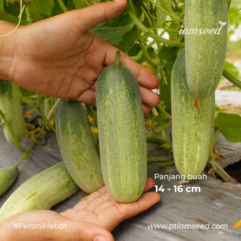 Gerbi F1 20gr | Timun baby - PT. Indoseed Agri Makmur