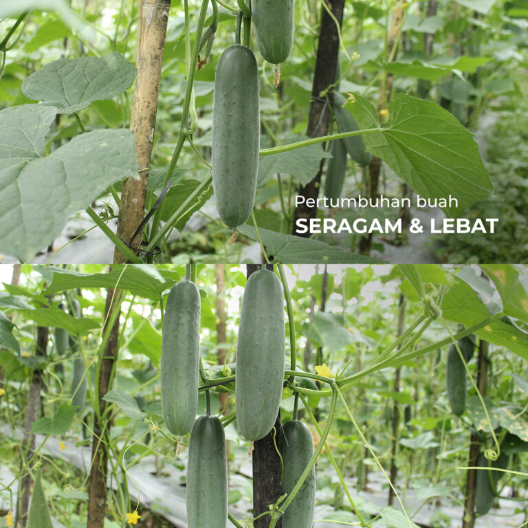 Pagoda F1 20gr | Timun - PT. Indoseed Agri Makmur