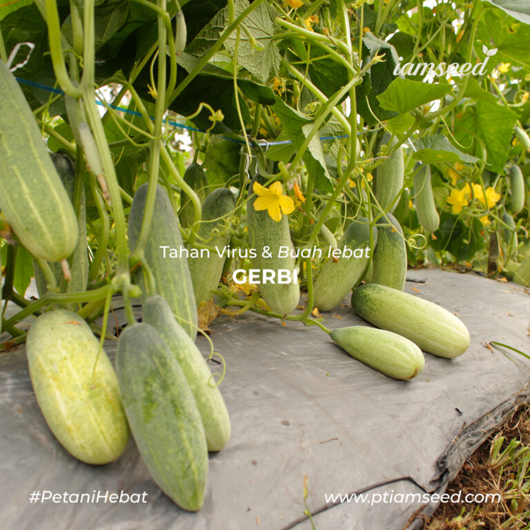 Gerbi F1 20gr | Timun baby - PT. Indoseed Agri Makmur