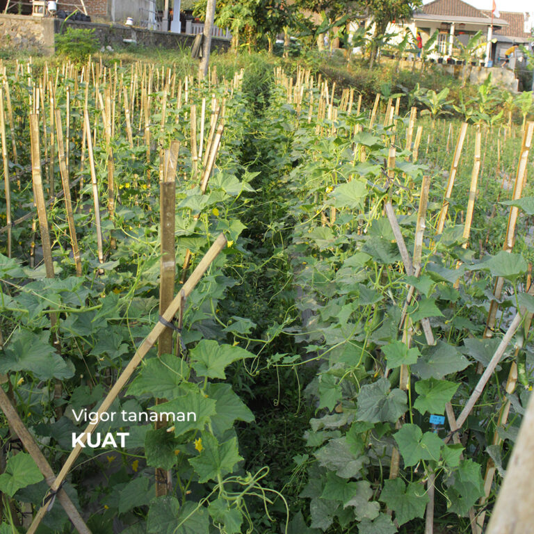 Pagoda F1 20gr | Timun - PT. Indoseed Agri Makmur