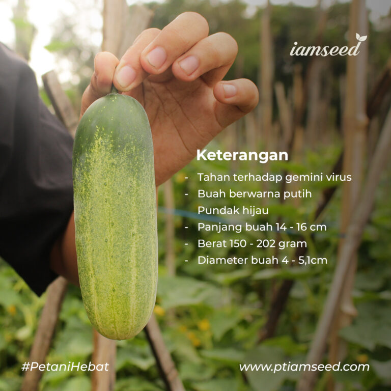 Gerbi F1 20gr | Timun baby - PT. Indoseed Agri Makmur