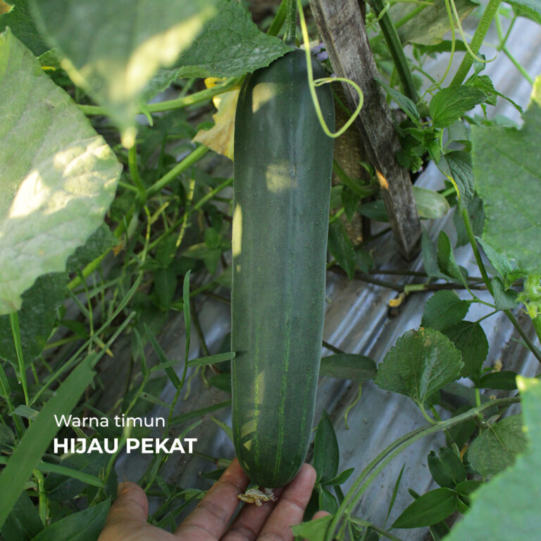 Pagoda F1 20gr | Timun - PT. Indoseed Agri Makmur