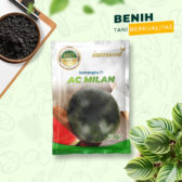 Ac milan 20gr | Semangka bulat - PT. Indoseed Agri Makmur