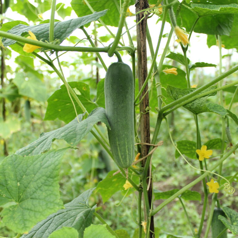 Pagoda F1 20gr | Timun - PT. Indoseed Agri Makmur