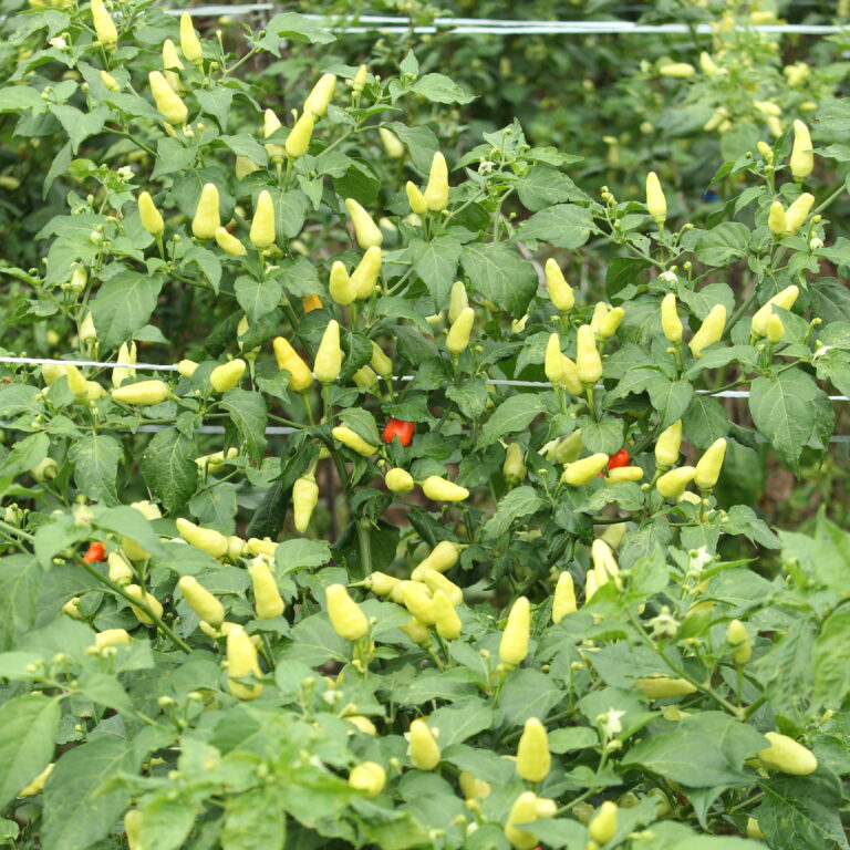 Srikandi 10gr | Cabai rawit frutescenes - PT. Indoseed Agri Makmur