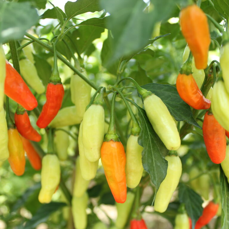 Kurawa 10gr | Cabai rawit frutescenes - PT. Indoseed Agri Makmur