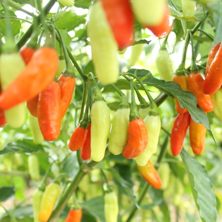 Kurawa 10gr | Cabai rawit frutescenes - PT. Indoseed Agri Makmur