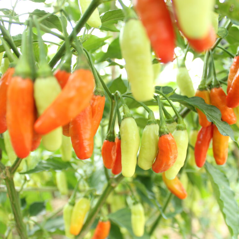 Kurawa 10gr | Cabai rawit frutescenes - PT. Indoseed Agri Makmur