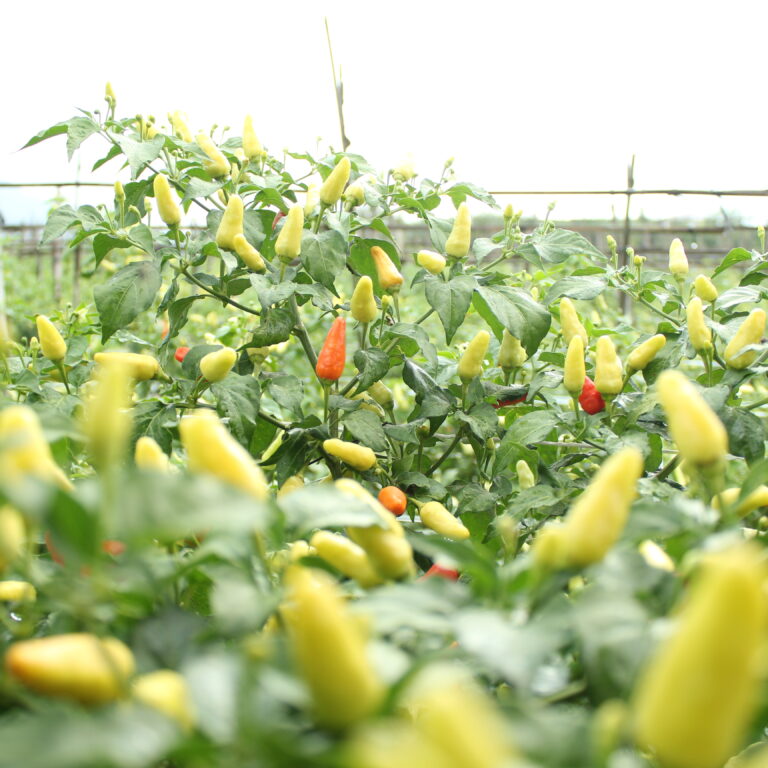 Srikandi 10gr | Cabai rawit frutescenes - PT. Indoseed Agri Makmur