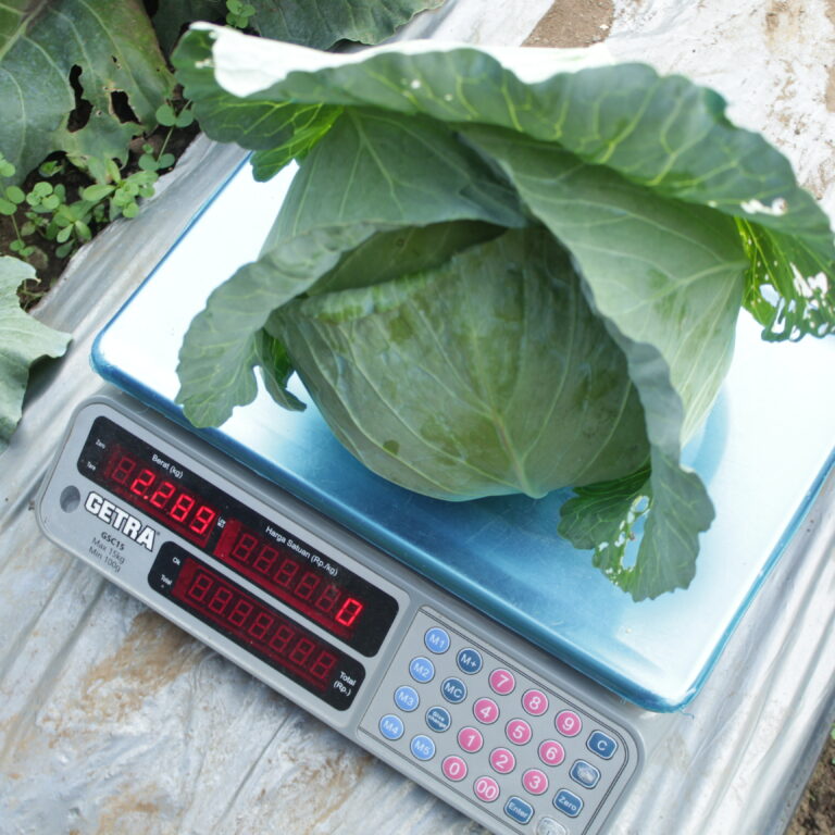 Aleeya 13gr | Kubis - PT. Indoseed Agri Makmur