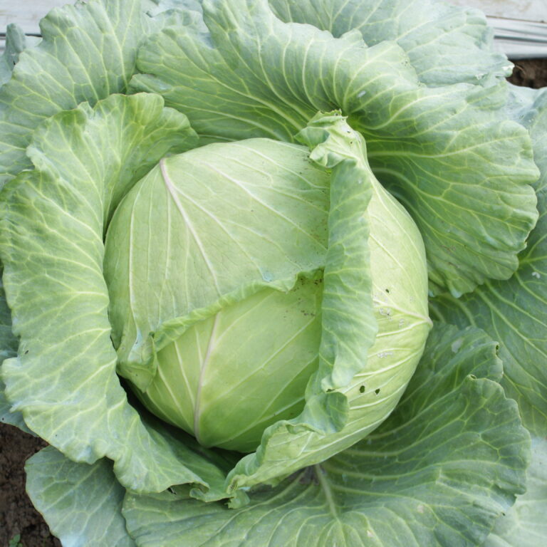 Gangga 13gr | Kubis - PT. Indoseed Agri Makmur