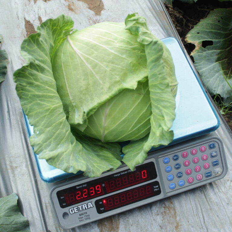 Gangga 13gr | Kubis - PT. Indoseed Agri Makmur