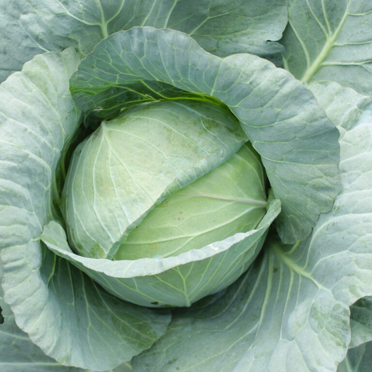 Aleeya 13gr | Kubis - PT. Indoseed Agri Makmur