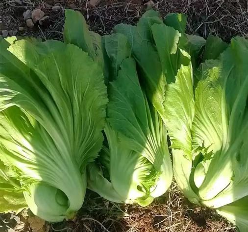 BULK 1kg – SAWI PAHIT F1 (SWP 02) — PT. Indoseed Agri Makmur — Menjual ...