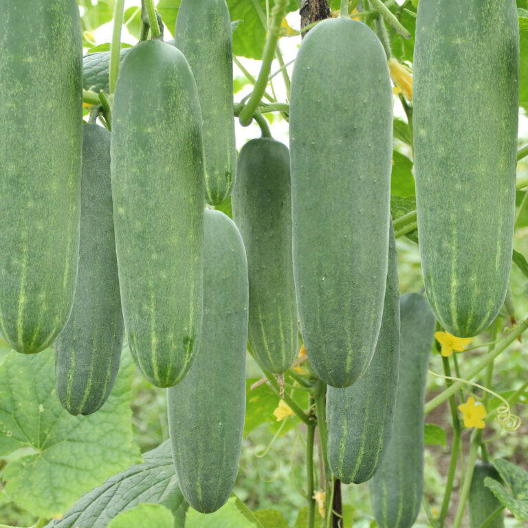 Pagoda F1 20gr | Timun - PT. Indoseed Agri Makmur