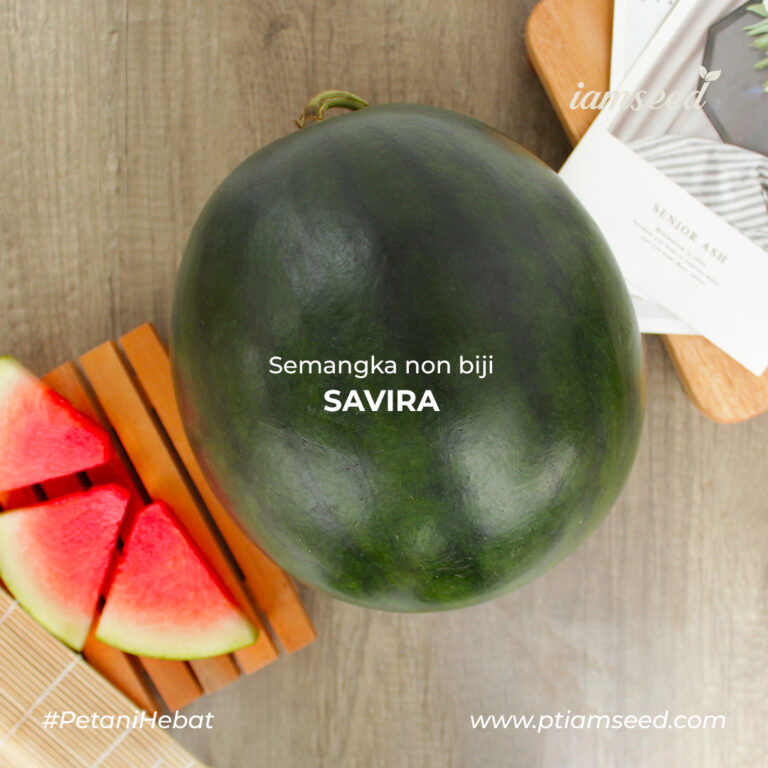 Savira 20gr | Semangka bulat non biji - PT. Indoseed Agri Makmur