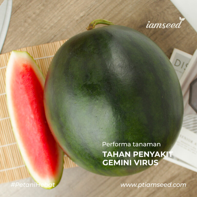 Savira 20gr | Semangka bulat non biji - PT. Indoseed Agri Makmur