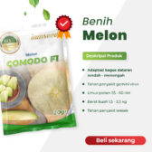 Comodo F1 20gr | Melon daging putih - PT. Indoseed Agri Makmur