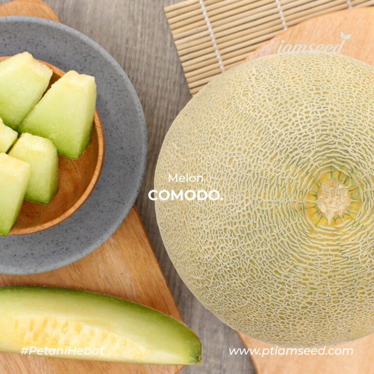 Comodo F1 20gr | Melon daging putih - PT. Indoseed Agri Makmur