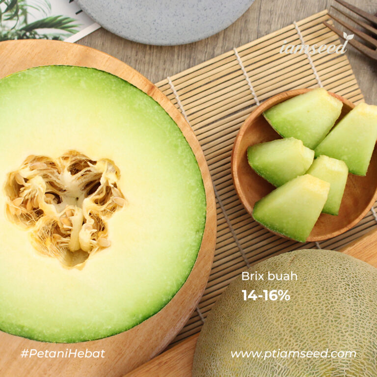 Comodo F1 20gr | Melon daging putih - PT. Indoseed Agri Makmur