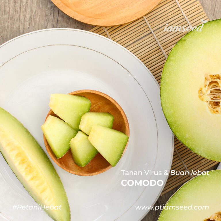 Comodo F1 20gr | Melon daging putih - PT. Indoseed Agri Makmur