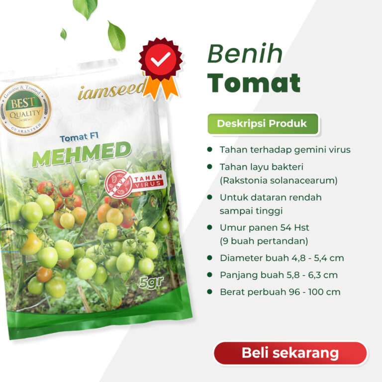 Mehmed F1 5gr | Tomat - PT. Indoseed Agri Makmur