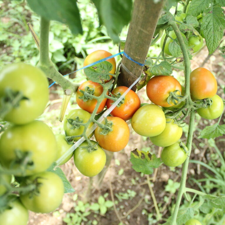 Mehmed F1 5gr | Tomat - PT. Indoseed Agri Makmur