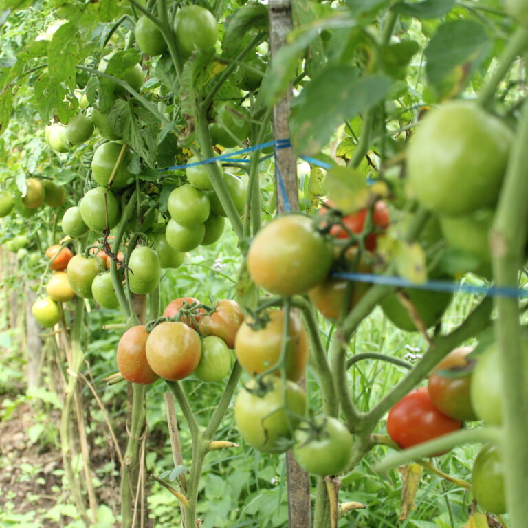 Mehmed F1 5gr | Tomat - PT. Indoseed Agri Makmur