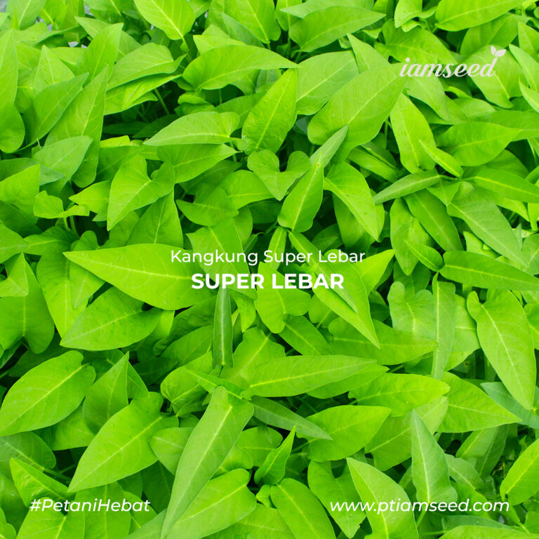 Superlebar 1Kg | Kangkung daun super lebar - PT. Indoseed Agri Makmur