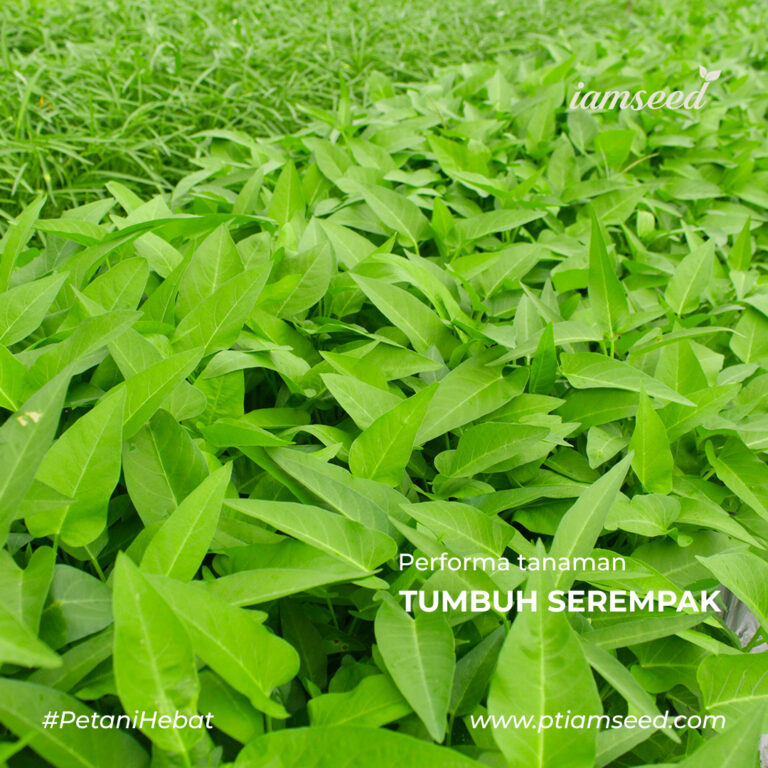 Superlebar 1Kg | Kangkung daun super lebar - PT. Indoseed Agri Makmur