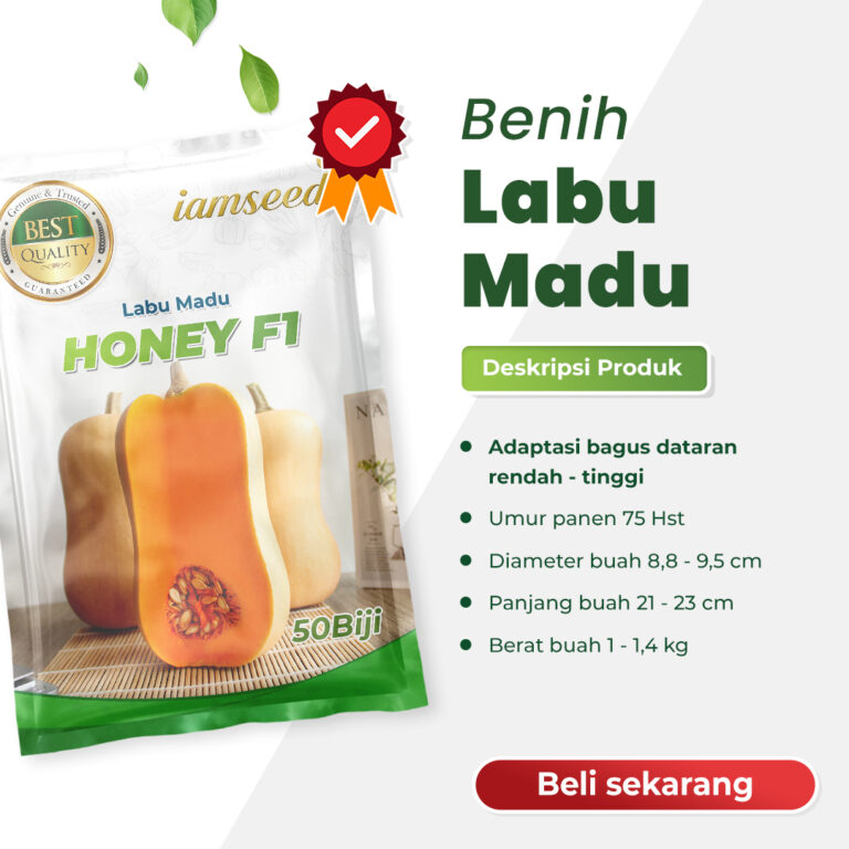 Honey 50 biji | Labu Madu - PT. Indoseed Agri Makmur