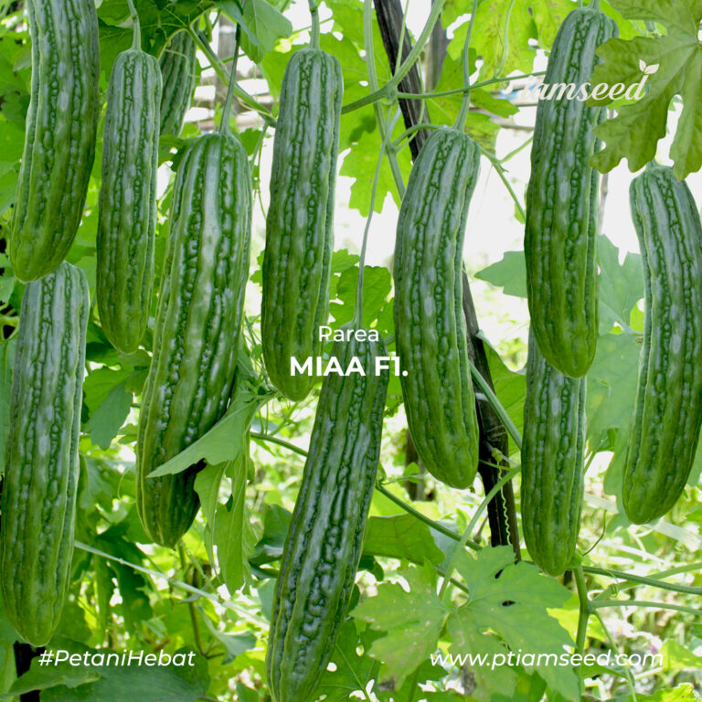 Miaa F1 10gr | paria - PT. Indoseed Agri Makmur