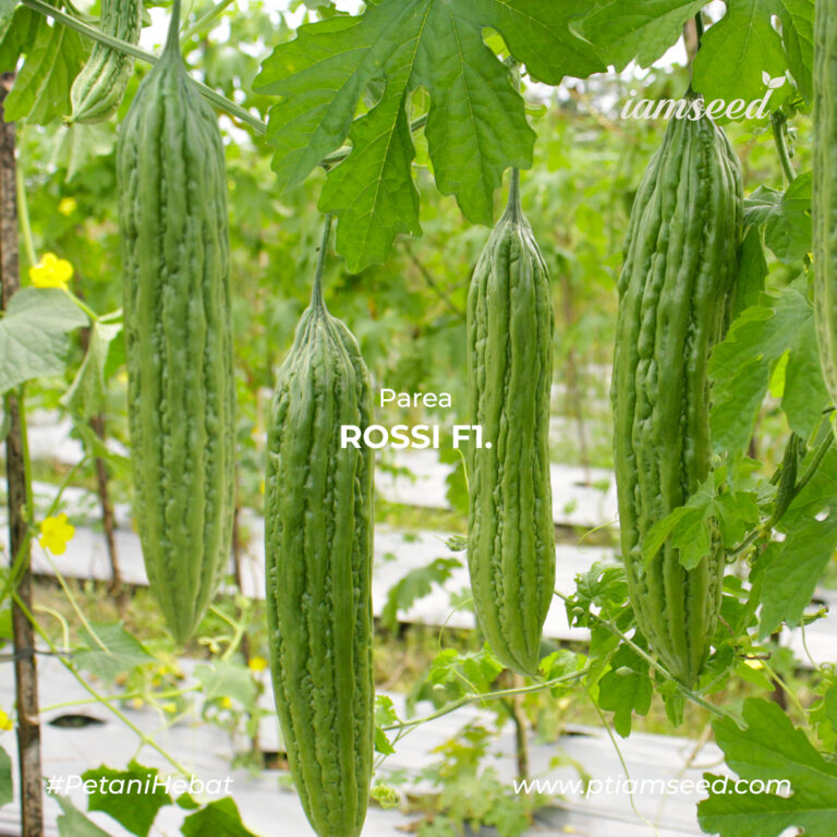 Rossi F1 10gr | Paria - PT. Indoseed Agri Makmur