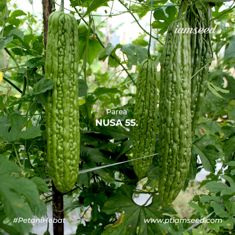 Nusa 55 F1 10gr | Paria - PT. Indoseed Agri Makmur