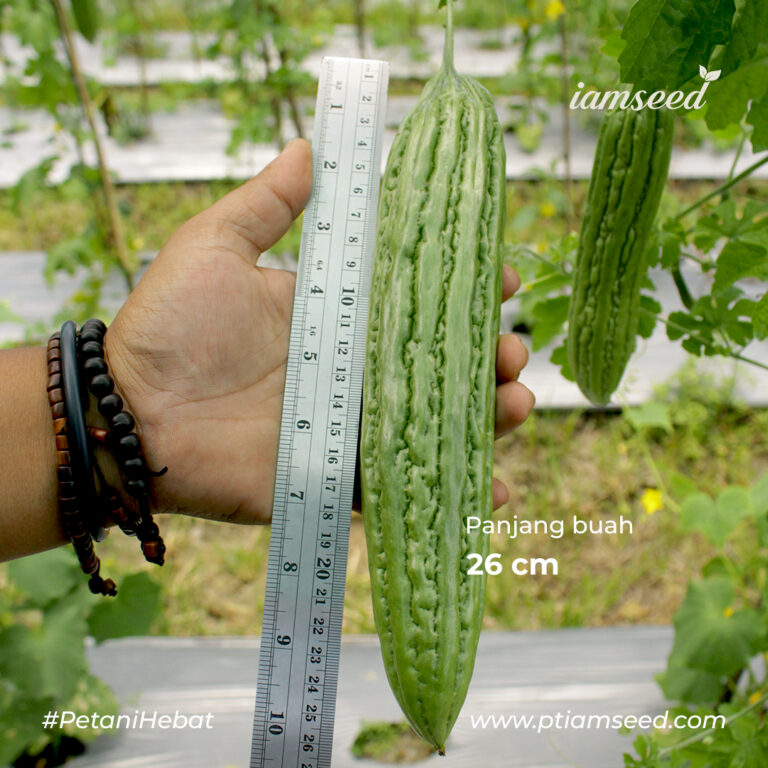 Rossi F1 10gr | Paria - PT. Indoseed Agri Makmur